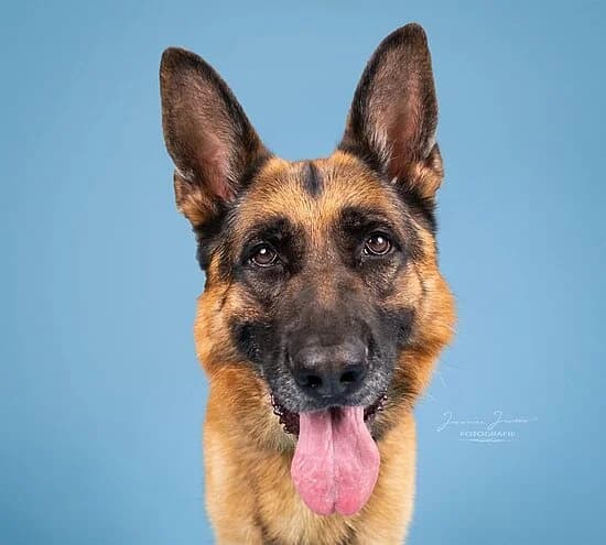 Rüdiger, German Shepherd for adoption at Tierheim Koblenz, Koblenz