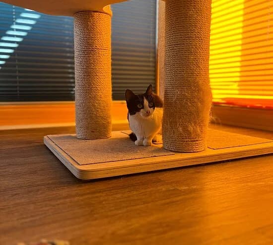 Dirigentin, female young European Shorthair for adoption at Tierheim Koblenz, Koblenz