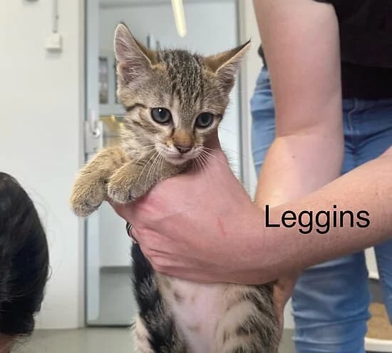 Leggins, European Shorthair for adoption at Tierheim Koblenz, Koblenz