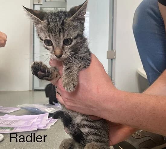 Radler, European Shorthair for adoption at Tierheim Koblenz, Koblenz