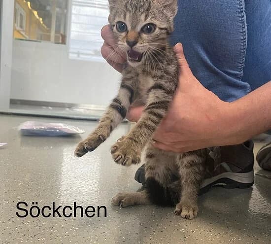 Söckchen, European Shorthair for adoption at Tierheim Koblenz, Koblenz
