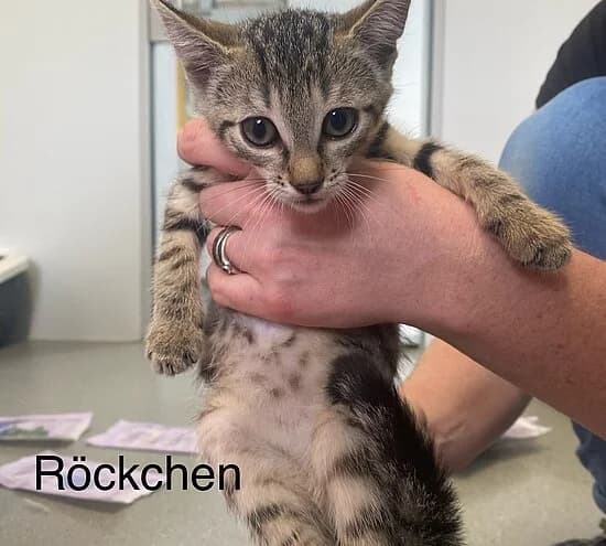 Röckchen, European Shorthair for adoption at Tierheim Koblenz, Koblenz