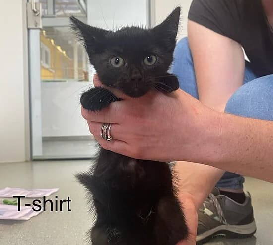 T-Shirt, European Shorthair for adoption at Tierheim Koblenz, Koblenz