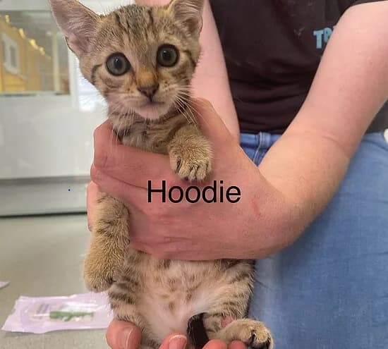 Hoodie, European Shorthair for adoption at Tierheim Koblenz, Koblenz