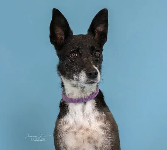 Elfie, male 5yo Mixed Breed for adoption at Tierheim Koblenz, Koblenz