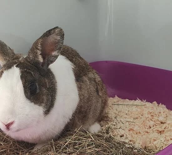 Buck, mixed breed for adoption at Tierheim Koblenz, Koblenz