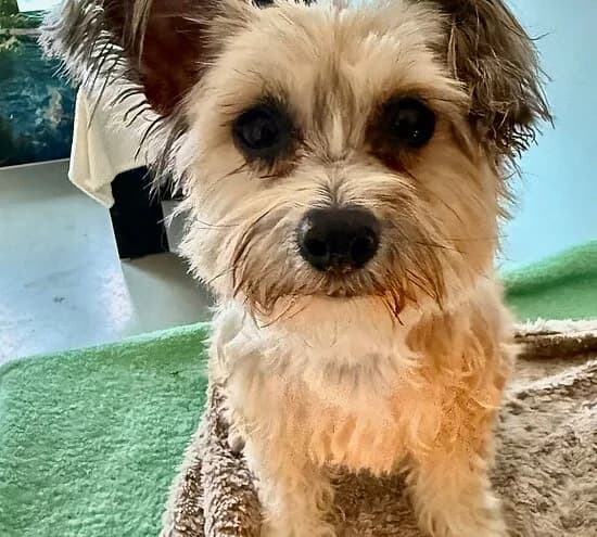 Jack, male 4yo Mixed Breed for adoption at Tierheim Koblenz, Koblenz