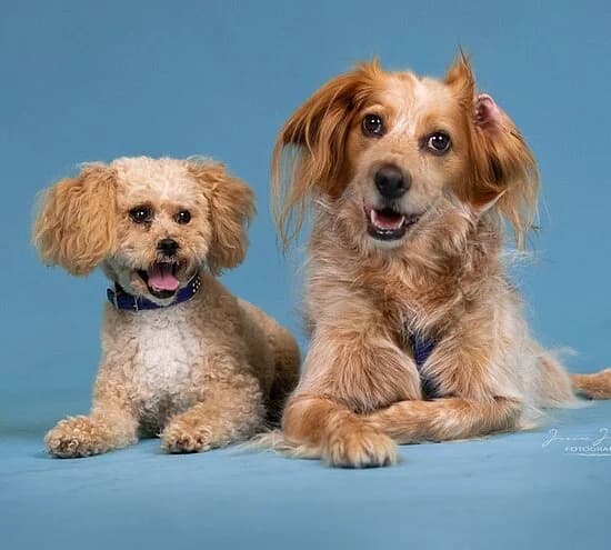 Bodo und Milka, male young mixed breed for adoption at Tierheim Koblenz, Koblenz