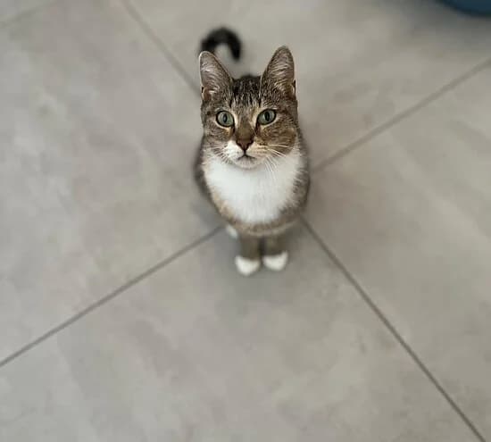 Madonna, female 5yo European Shorthair for adoption at Tierheim Koblenz, Koblenz