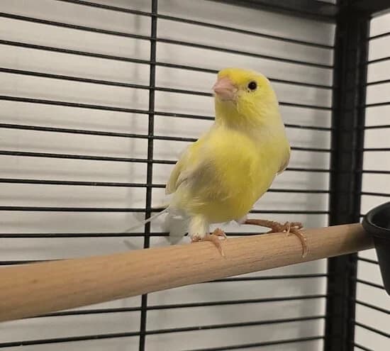 Lemon, mixed breed for adoption at Tierheim Koblenz, Koblenz