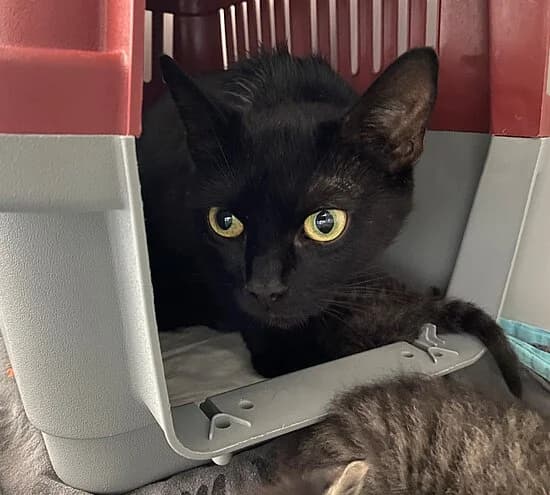 Sweet, European Shorthair for adoption at Tierheim Koblenz, Koblenz