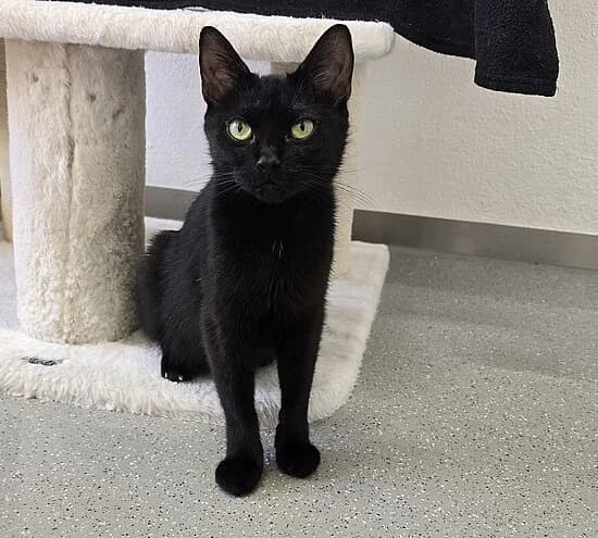 Sweet, female young European Shorthair for adoption at Tierheim Koblenz, Koblenz