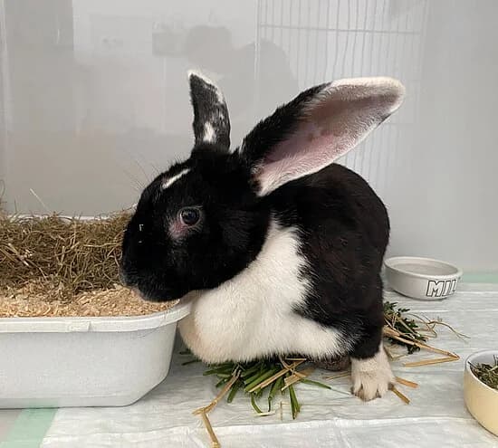 Bonnie, mixed breed for adoption at Tierheim Koblenz, Koblenz