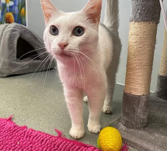 Nena, female European Shorthair for adoption at Tierheim Koblenz, Koblenz