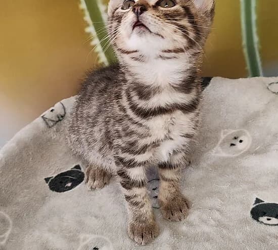 Bobby, male puppy European Shorthair for adoption at Tierheim Koblenz, Koblenz