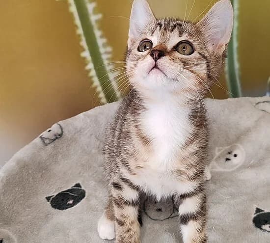 Kristina, female puppy European Shorthair for adoption at Tierheim Koblenz, Koblenz