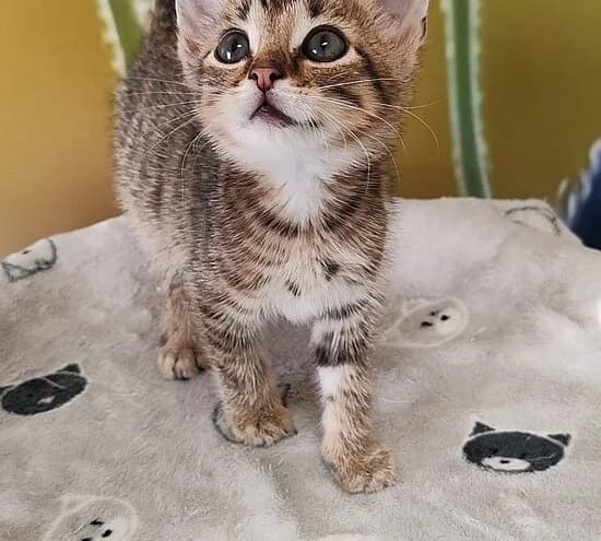 Thomas Anders, male European Shorthair for adoption at Tierheim Koblenz, Koblenz