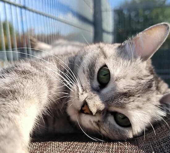 Nana Mouskouri, female European Shorthair for adoption at Tierheim Koblenz, Koblenz