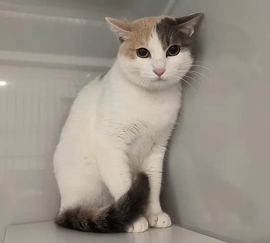 Nabi, female young European Shorthair for adoption at Tierheim Koblenz, Koblenz