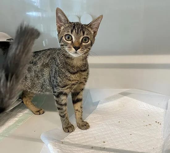 Anna, European Shorthair for adoption at Tierheim Koblenz, Koblenz