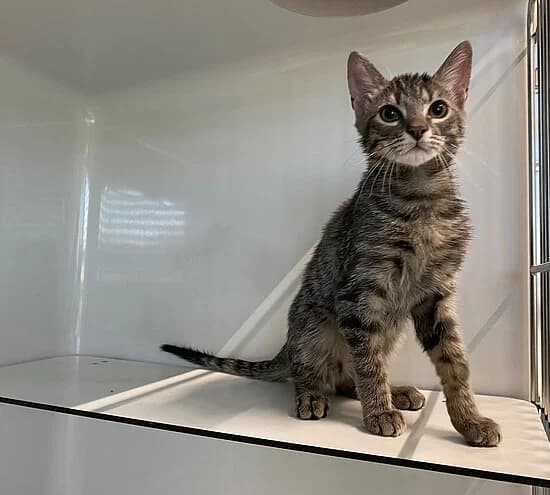 Peter, European Shorthair for adoption at Tierheim Koblenz, Koblenz