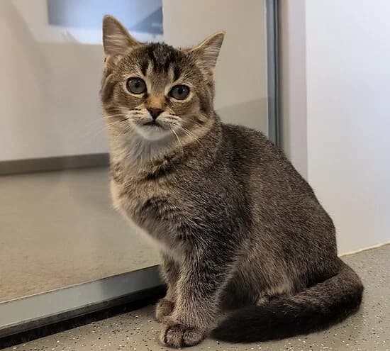 Thor, male puppy European Shorthair for adoption at Tierheim Koblenz, Koblenz