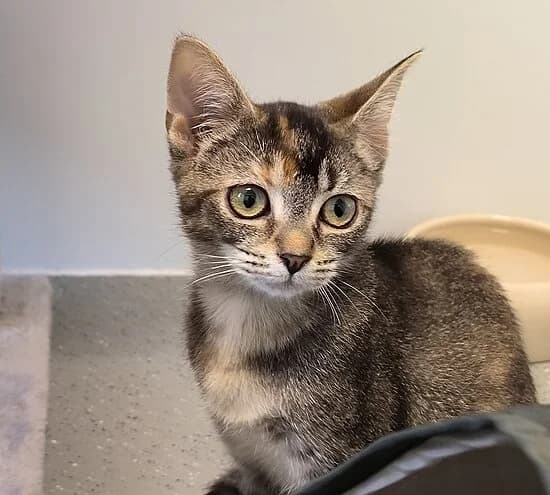 Paula, female puppy European Shorthair for adoption at Tierheim Koblenz, Koblenz