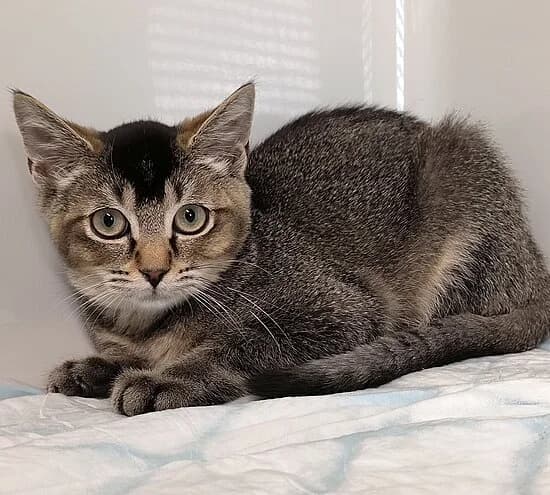 Bruce, male puppy European Shorthair for adoption at Tierheim Koblenz, Koblenz