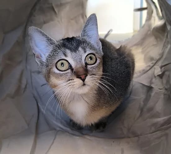 Yuna, female puppy European Shorthair for adoption at Tierheim Koblenz, Koblenz