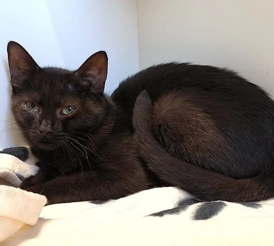 Zoe, female puppy European Shorthair for adoption at Tierheim Koblenz, Koblenz