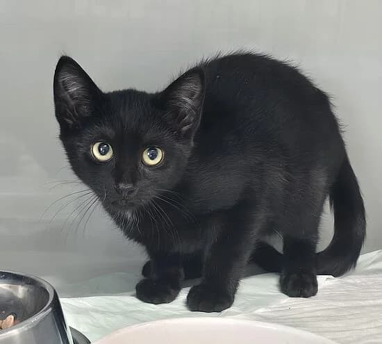 Pandora, female puppy European Shorthair for adoption at Tierheim Koblenz, Koblenz