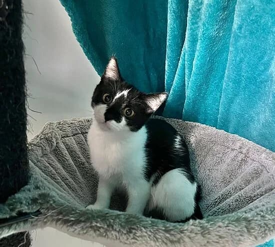Paprika, female puppy European Shorthair for adoption at Tierheim Koblenz, Koblenz