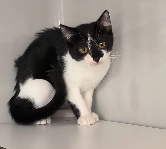 Paprika, female puppy European Shorthair for adoption at Tierheim Koblenz, Koblenz