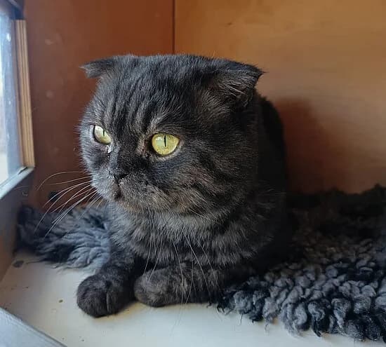 Peter Fox, female 3yo Scottish Fold for adoption at Tierheim Koblenz, Koblenz