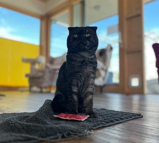 Peter Fox, female 3yo Scottish Fold for adoption at Tierheim Koblenz, Koblenz