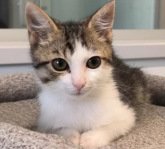 Mimi, female European Shorthair for adoption at Tierheim Koblenz, Koblenz