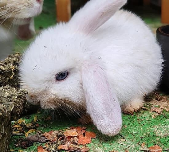 Nugget, female puppy mixed breed for adoption at Tierheim Koblenz, Koblenz