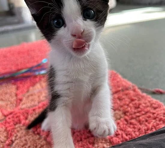 Amadeus, male puppy European Shorthair for adoption at Tierheim Koblenz, Koblenz