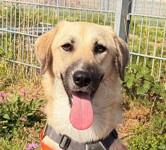Calla, female young Mixed Breed for adoption at Tierheim Koblenz, Koblenz