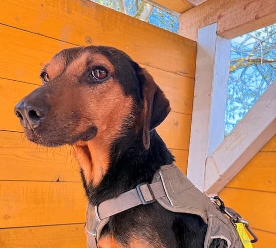 Primel, female 4yo Mixed Breed for adoption at Tierheim Koblenz, Koblenz