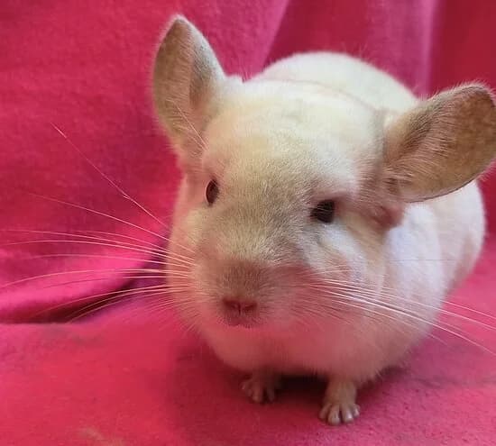 Wolke, female Chinchilla for adoption at Tierheim Koblenz, Koblenz