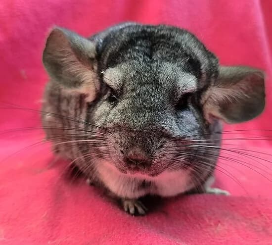 Steini, female Chinchilla for adoption at Tierheim Koblenz, Koblenz