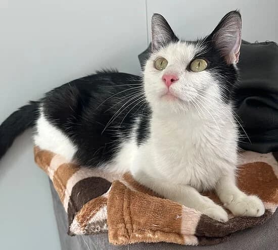 Monopoly, female young European Shorthair for adoption at Tierheim Koblenz, Koblenz