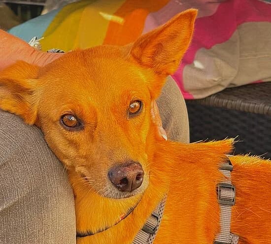 Flaki, female 4yo Podenco for adoption at Tierheim Koblenz, Koblenz