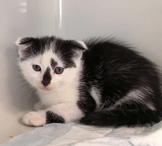 Stein, male Scottish Fold for adoption at Tierheim Koblenz, Koblenz