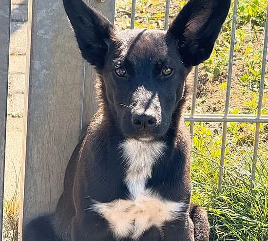 Strumpf und Wichtel, male puppy Mixed Breed for adoption at Tierheim Koblenz, Koblenz