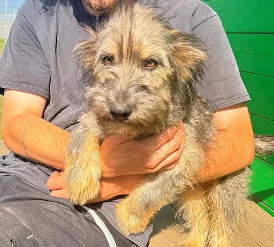 Dumbo, male puppy Mixed Breed for adoption at Tierheim Koblenz, Koblenz