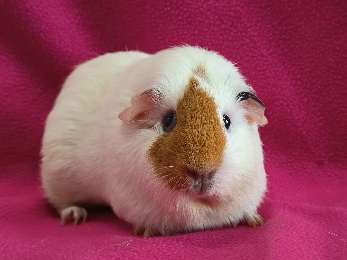 Nelke, female mixed breed for adoption at Tierheim Koblenz, Koblenz
