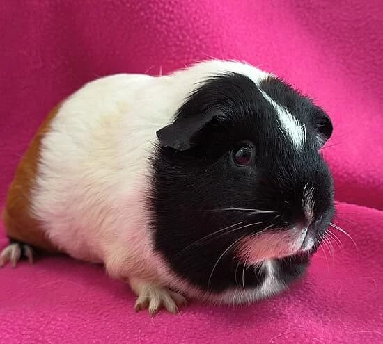 Tonka, female mixed breed for adoption at Tierheim Koblenz, Koblenz