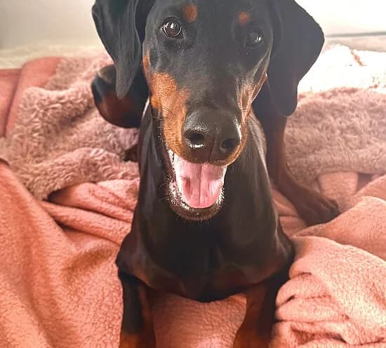 Ziva, female 3yo Doberman for adoption at Tierheim Koblenz, Koblenz